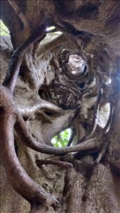 Looking up inside Ficus tree: by jugap, Views[357]