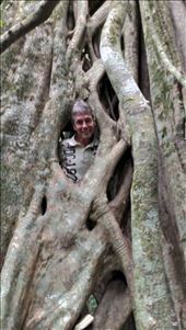 Who's that in the ficus tree: by jugap, Views[432]