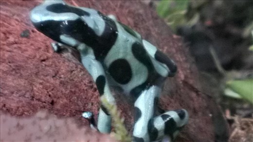 Local frog - Santa Elena