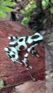 Local frog - Santa Elena: by jugap, Views[412]