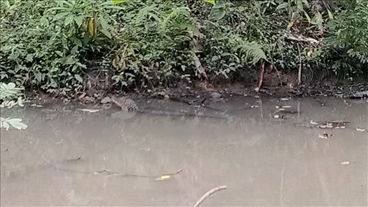 Alligator in unfenced pond National park - Panama City