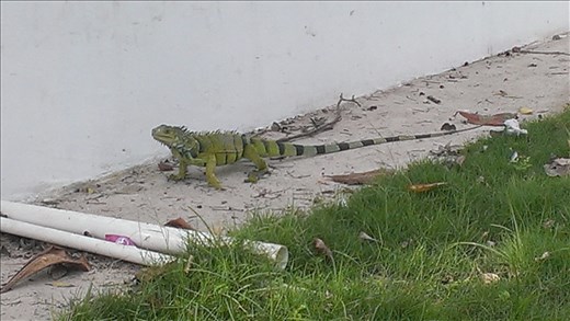 Iguana in nearby park - Getsemani