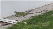 Iguana in nearby park - Getsemani: by jugap, Views[307]