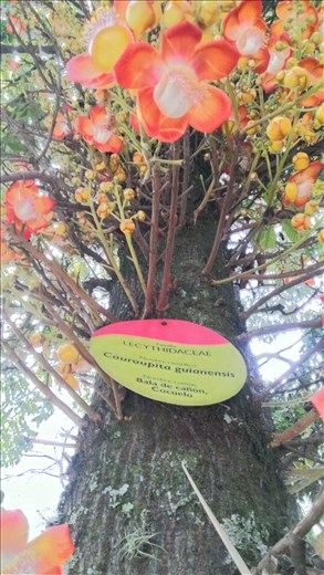 tree -botanic garden - Medellin