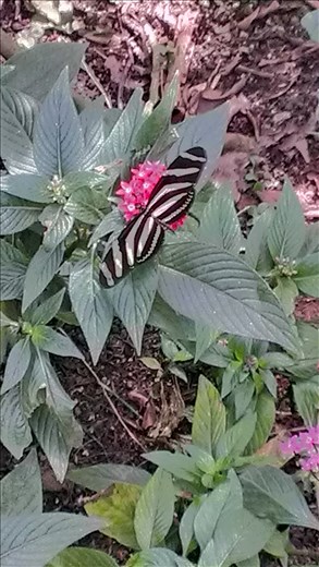Butterfly - Botanic gardens - Medellin