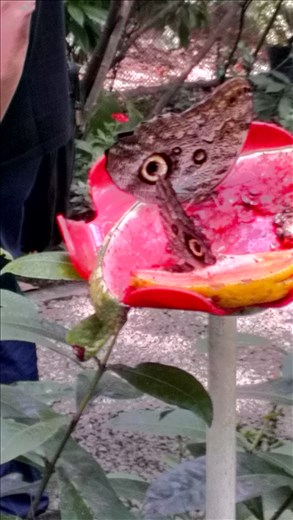 Butterfly - Botanic gardens - Medellin
