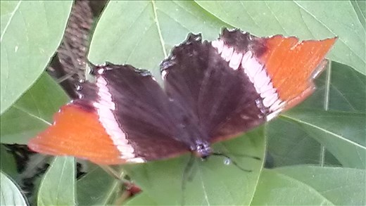 Butterfly - Botanic gardens - Medellin
