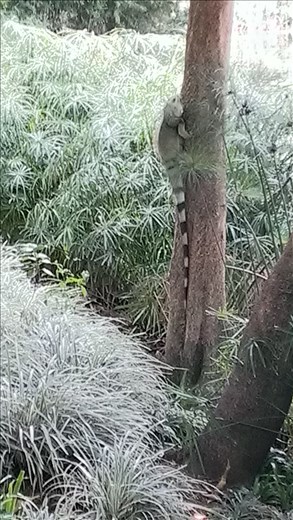 Iguana - Botanic garden - Medellin