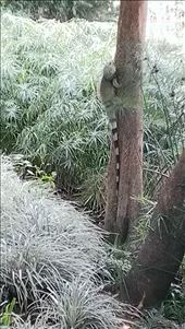 Iguana - Botanic garden - Medellin: by jugap, Views[266]