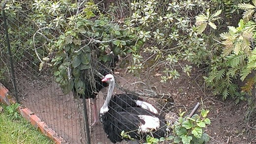 Ostrich in park - Manizales