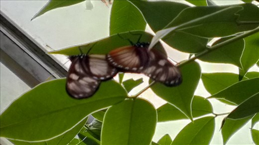 Butterflies mating - park - Manizales