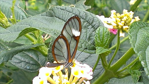 Glass winged butterfly - park - Manizales