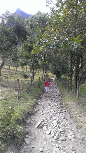 Track along valley - Valle de Cocora