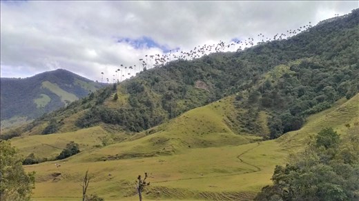 Along valley floor - Valle de Cocora