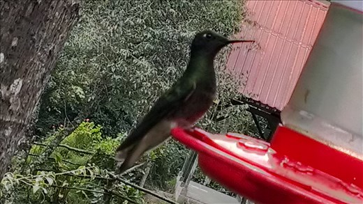Hummingbird - Valle de Cocora