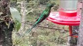 Hummingbird - Valle de Cocora: by jugap, Views[168]