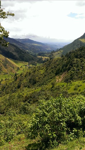 Views down Valle de Cocora