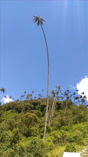 Wax Palm - Valle de Cocora