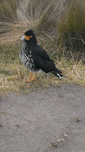 A friend on Volcan Pichincha Quito