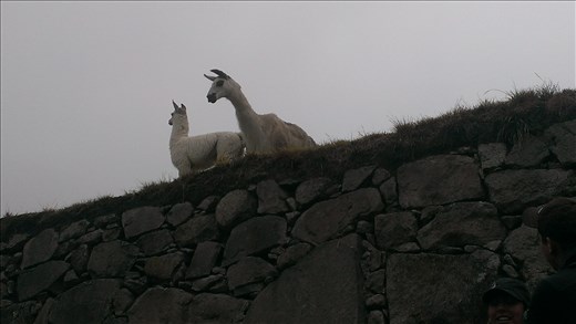 Llamas at Machu Picchu - day 2