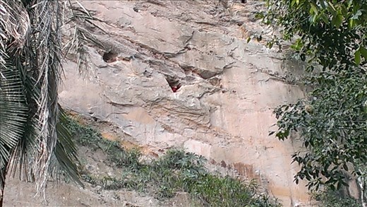 Jungle - Macaws' nests in cliffside