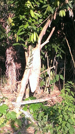 Jungle - ant nest on tree
