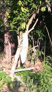 Jungle - ant nest on tree: by jugap, Views[258]