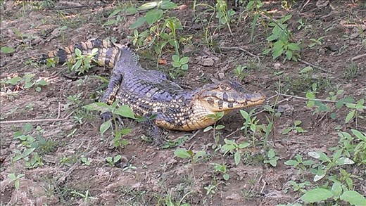 Pampas - caiman