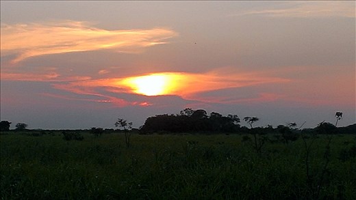 Pampas - sunset