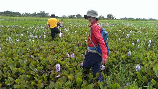 Pampas - slushing around