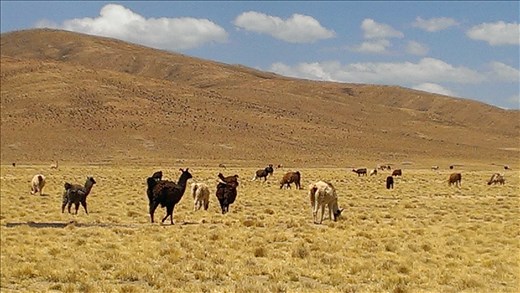 SFT - Day 1 - Llamas