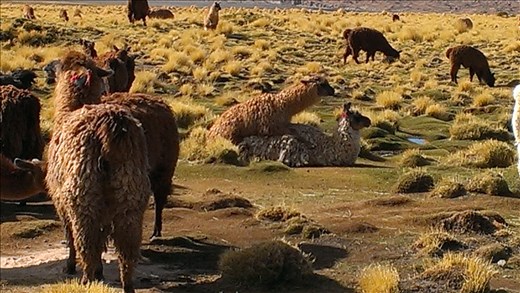 SFT - Day 2 - Llamas