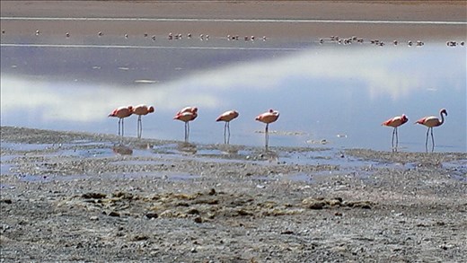 SFT - Day 2 - flamingos