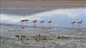 SFT - Day 2 - flamingos: by jugap, Views[195]
