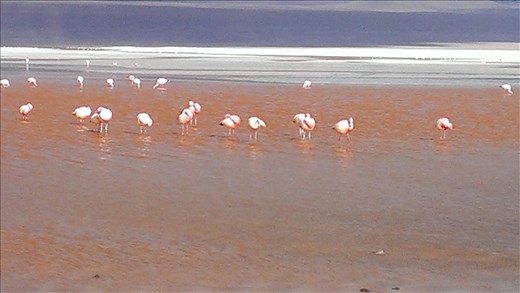 SFT - Day 2 - Laguna Colorada - red due to algae