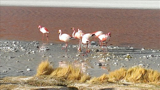 SFT - Day 2 - Flamingos