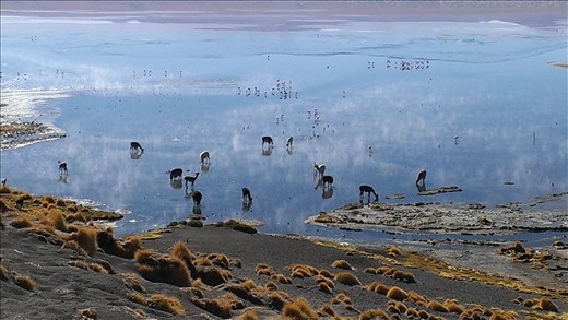 SFT - Day 3 - morning feeding - llamas - Laguna Colorada