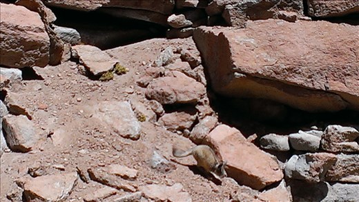 SFT - Day 3 - wildlife