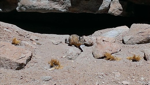 SFT - Day 3 - vizcacha