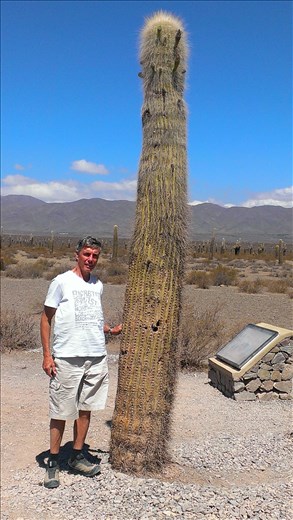 Cactus on road back toSalta
