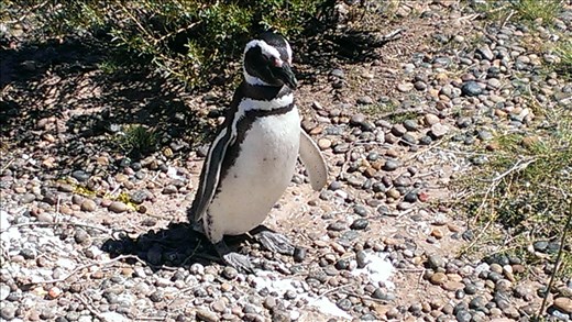 Magellanic Penguins - near P.Madryn