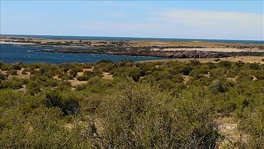 Area of Magellanic Penguin colony