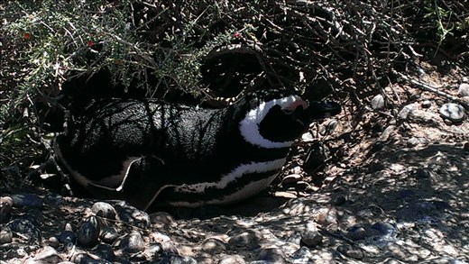 Magellanic Penguin nesting