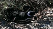 Magellanic Penguin nesting: by jugap, Views[308]