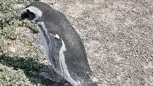 Magellanic Penguin