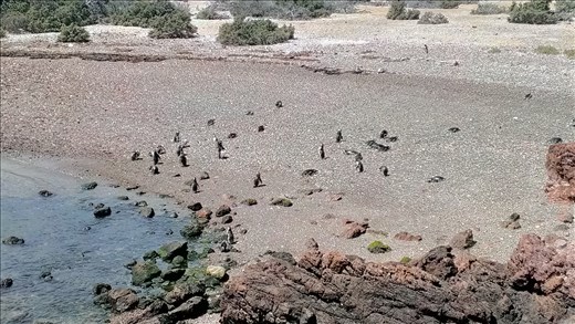 Magellanic Penguins on beach