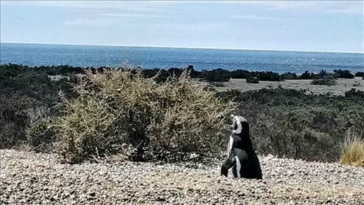 Magellanic Penguin