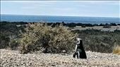 Magellanic Penguin: by jugap, Views[175]