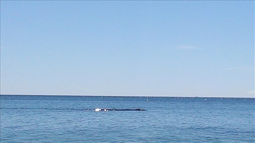 Spot the southern right whale off beach - P>Madryn ?