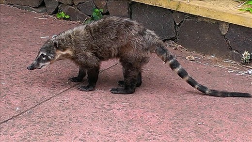 A Coatis in falls area - a lunch thief